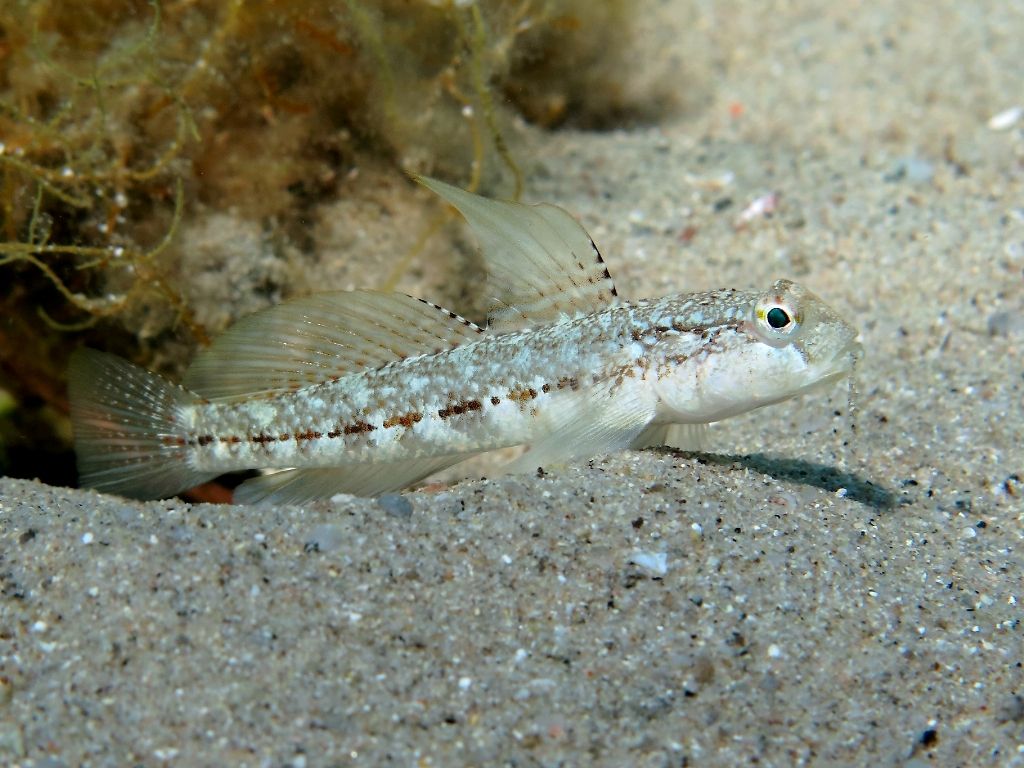 Gobius roulei dalla Sardegna
